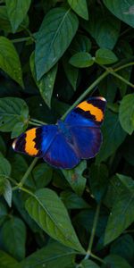 Animals,Multicolored,Wings,Motley,Butterfly,Leaves