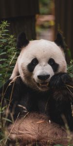 Animals,Muzzle,Animal,Bamboo,Panda