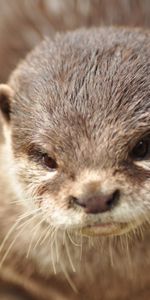 Animals,Muzzle,Animal,Brown,Otter