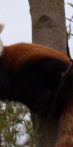 Animals,Muzzle,Animal,Nice,Sweetheart,Red Panda