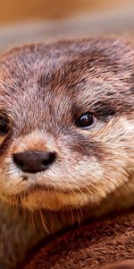 Animals,Muzzle,Animal,Otter,Eyes