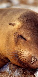 Animals,Muzzle,Animal,Sleep,Seal,Dream