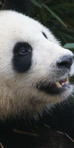 Museau,Muselière,Ours,Animaux,Panda