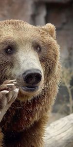 Animals,Muzzle,Bear,Sight,Opinion,Gesture,Paw