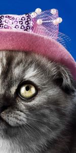 Animals,Muzzle,Beautiful,Sight,Opinion,Hat,Kitty,Kitten,Eyes