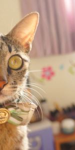 Animals,Muzzle,Beautiful,Striped,Opinion,Sight,Bow,Smart,Cat