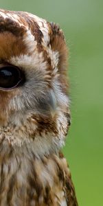 Animals,Muzzle,Big Eyes,Beak,Owl