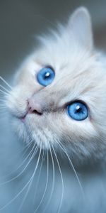 Animales,Ojos Azules,De Ojos Azules,Gato Birmano,Bozal,Gato