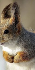 Animals,Muzzle,Brushes,Tassels,Paws,Nice Smile,Sweet Smile,Squirrel