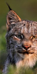 Museau,Muselière,Lynx Canadien,Famille Féline,La Famille Féline,Animaux