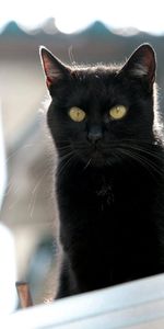 Bozal,Animales,Gato,El Negro