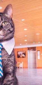 Animals,Muzzle,Cat,Tie