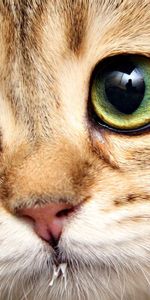 Animals,Muzzle,Close Up,Eyes,Cat