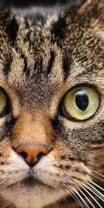 Animals,Muzzle,Close Up,Fear,Cat,Eyes