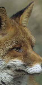 Animals,Muzzle,Close Up,Fox