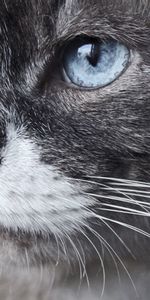 Animals,Muzzle,Close Up,Sight,Opinion,Blue Eyed,Observation,Cat