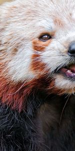 Animals,Muzzle,Color,Sight,Opinion,Animal,Red Panda