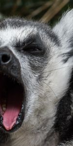 Animals,Muzzle,Cool,Lemur,To Yawn,Yawn