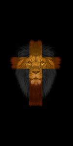 Animals,Muzzle,Cross,Lion,Dark