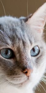 Animals,Muzzle,Ears,Blue Eyed,Cat