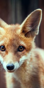 Animals,Muzzle,Ears,Fox