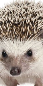 Animals,Muzzle,Hedgehog,Mammals,Eyes