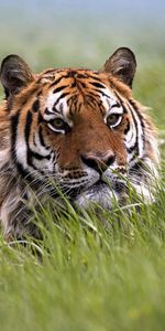 Animals,Muzzle,Hide,Tiger,Grass