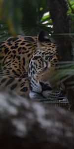 Animales,Jaguar,Bozal,Depredador