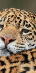 Animales,Jaguar,Bozal,Depredador,Gato Grande