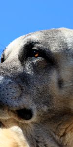 Animals,Muzzle,Kangal,Dog