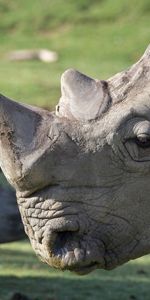 Animals,Muzzle,Large,Big,Rhinoceros