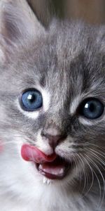 Animals,Muzzle,Lick Your Lips,Licking,Curiosity,Kitty,Kitten