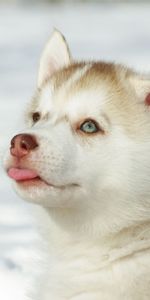 Animals,Muzzle,Light Coloured,Puppy,Haska,Husky,Light