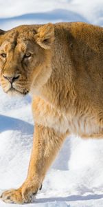 Animals,Muzzle,Lioness,Anger,Snow,Lion