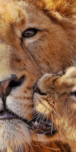 Animals,Muzzle,Lioness,Big Cat,Care,Lion Cub,Lion