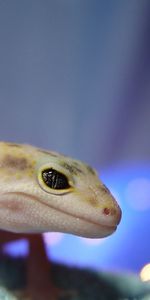 Animals,Muzzle,Lizard,Reptile,Greased,Blurred,Eyes