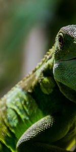 Animals,Muzzle,Lizard,Scales,Reptile,Scale