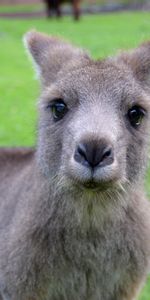 Animals,Muzzle,Nice,Sweetheart,Kangaroo