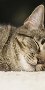 Animals,Muzzle,Nice,Sweetheart,Sleep,Cat,Dream