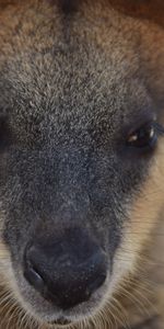 Animals,Muzzle,Nose,Kangaroo,Eyes