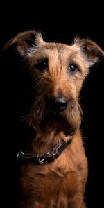 Animals,Muzzle,Opinion,Collar,Irish Terrier,Dog,Sight