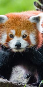 Museau,Vue,Opinion,Animaux,Muselière,Animal,Petit Panda,Panda Rouge,Panda