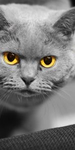 Animals,Muzzle,Opinion,Sight,British,Cat