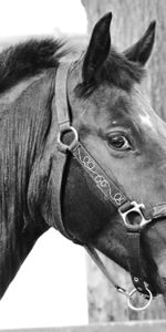 Animals,Muzzle,Opinion,Sight,Bw,Bridle,Chb,Horse