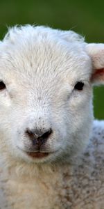 Animals,Muzzle,Opinion,Sight,Curls,Ram