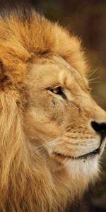 Animals,Muzzle,Opinion,Sight,Expectation,Waiting,Background,Lion