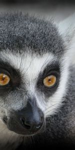 Animals,Muzzle,Opinion,Sight,Lemur