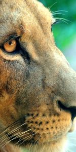 Animals,Muzzle,Opinion,Sight,Predator,Big Cat,Lion