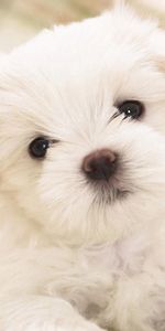 Animals,Muzzle,Opinion,Sight,Puppy,Small