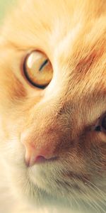 Animals,Muzzle,Opinion,Sight,Redhead,Cat